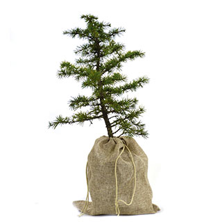 arbre de noel - cedre de l-atlas en pot -pochon